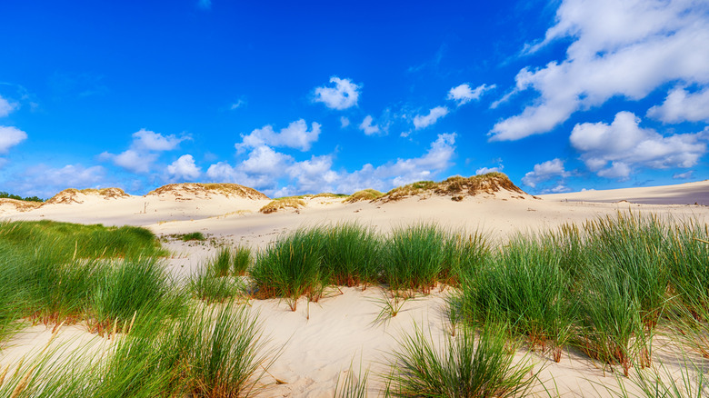 sand dunes with grass in foreground
