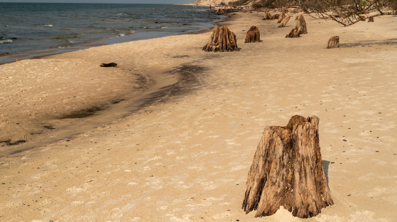 old tree trunks on sandy beach