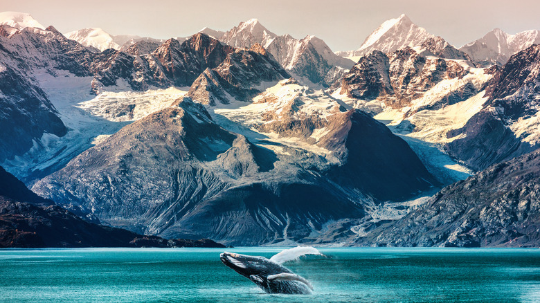 whale-watching excursion