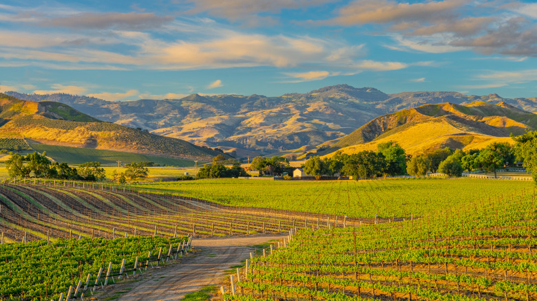 Green vineyard with hills behind