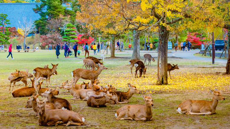 Deer lounging Nara Park people background