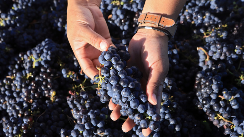 Hands gently hold grapes at a Franschhoek vineyard