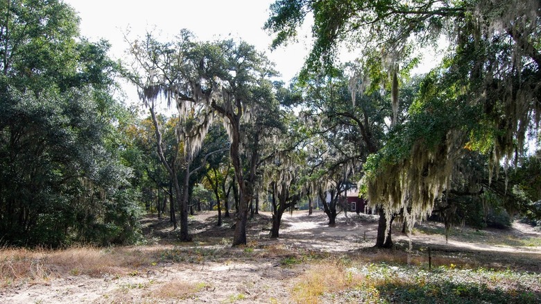 Sand and trees covering Sandy Island in South Carolina