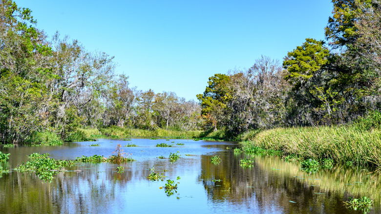 former rice fields surrounded by oak groves next to the Black River in South Carolina
