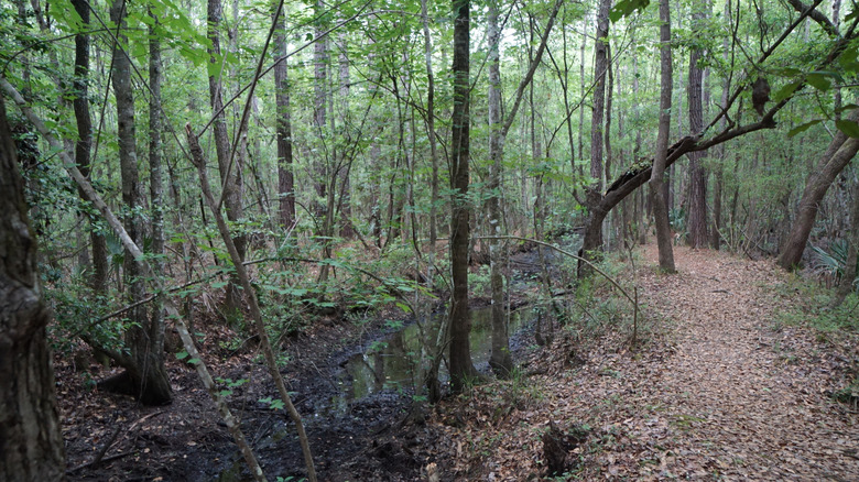 a trail through hardwood swamp like Ramsey Grove State Park in South Carolina