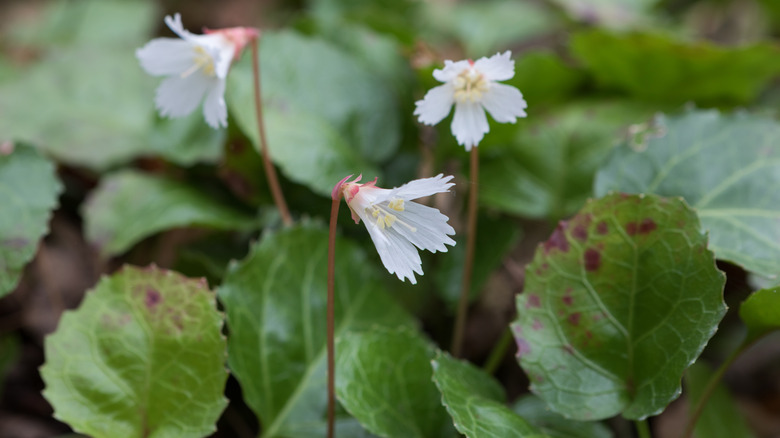 the endangered Oconee Bells, small white flowers with a red stem and yellow center