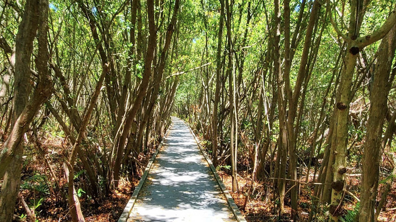 A boardwalk surrounded by trees at the Four Mile Cove Ecological Preserve in Cape Coral, Florida