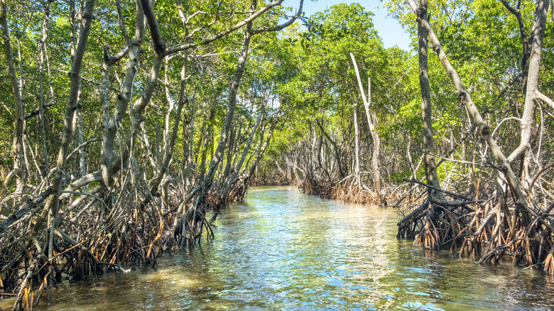 Mangrove forests near the Ten Thousand Islands preserve