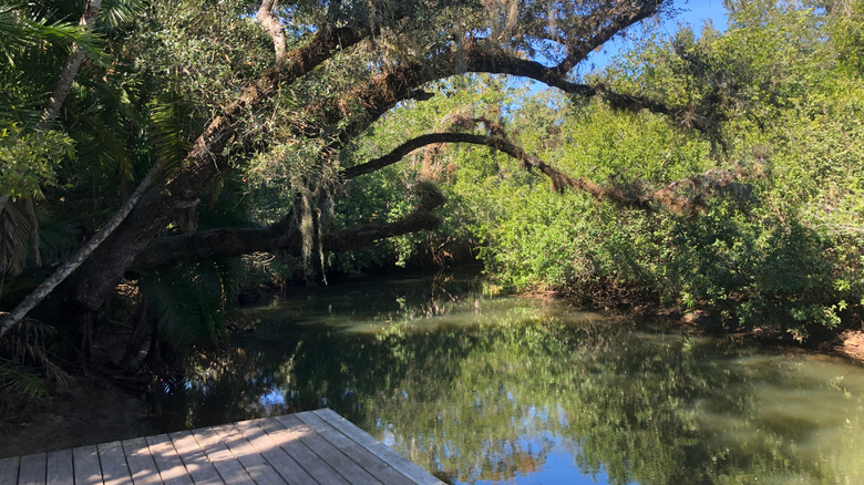 A tree over Koreshan State Park in Estero, Florida