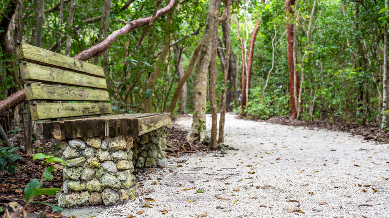 A bench surrounded by forest at Windley Key Fossil Reef Geological State Park in Islamorada, Florida