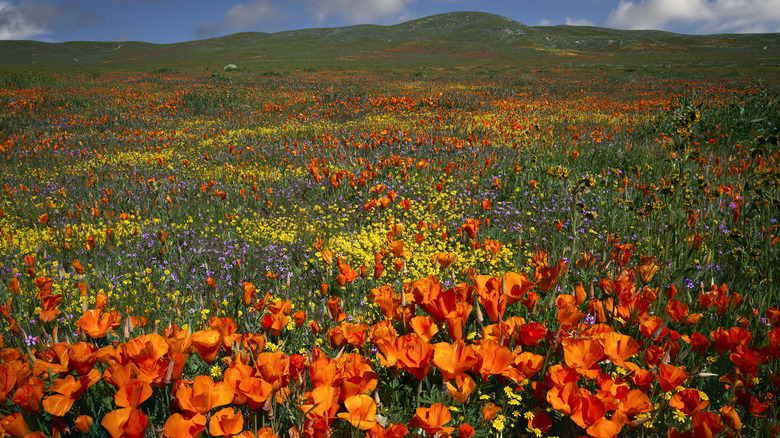 Field of poppies and wildflowers in California