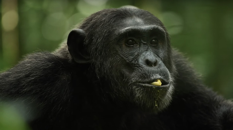 Chimpanzee eating in forest