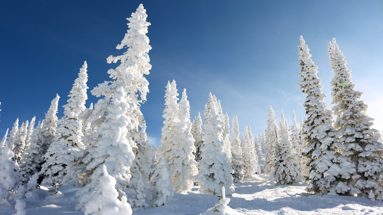 winterscape in Steamboat Springs, Colorado
