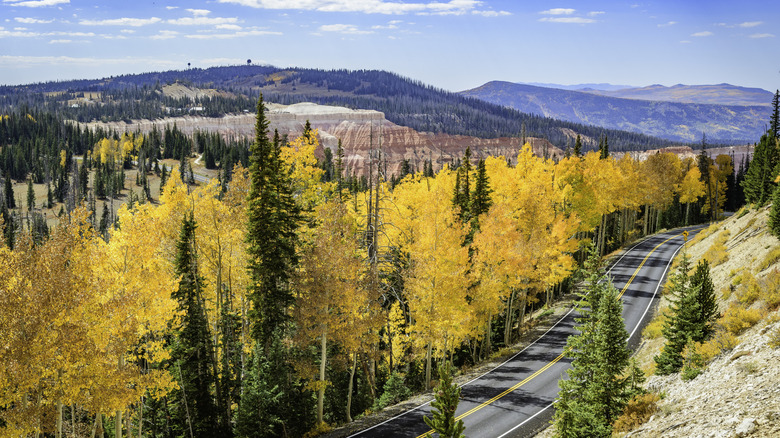 Yellow trees beside road under blue sky