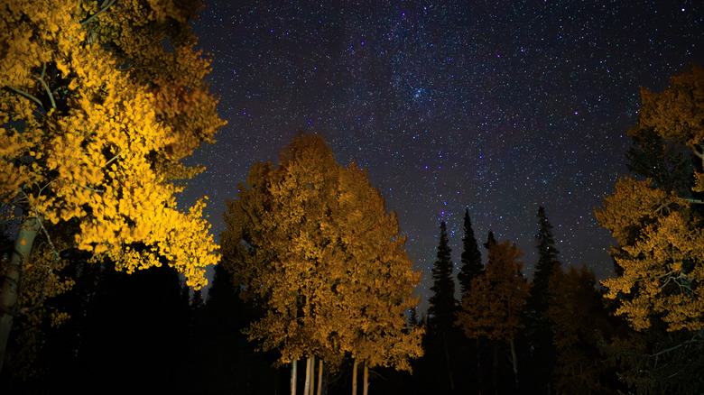 Golden trees under starry night sky