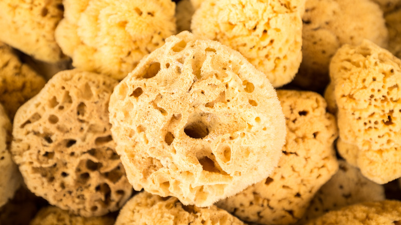 Sea sponges for sale