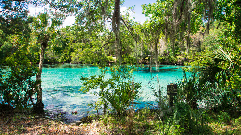 Turquoise swimming hole by trees