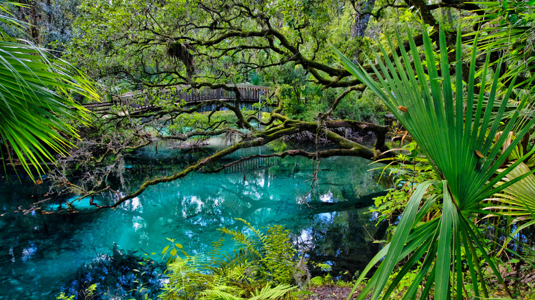 palm leaves, curved tree branches, blue water, wooden bridge