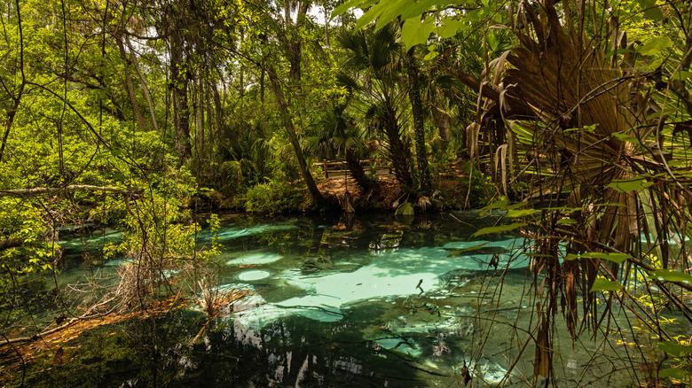 light green water surrounded by trees