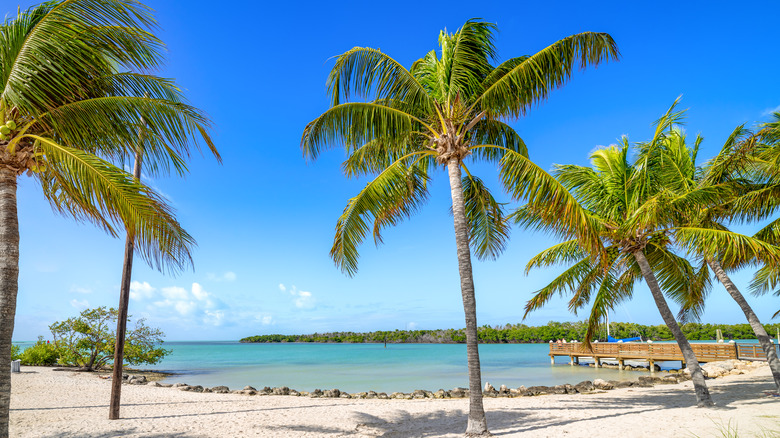 Palm trees on Sombrero Beach