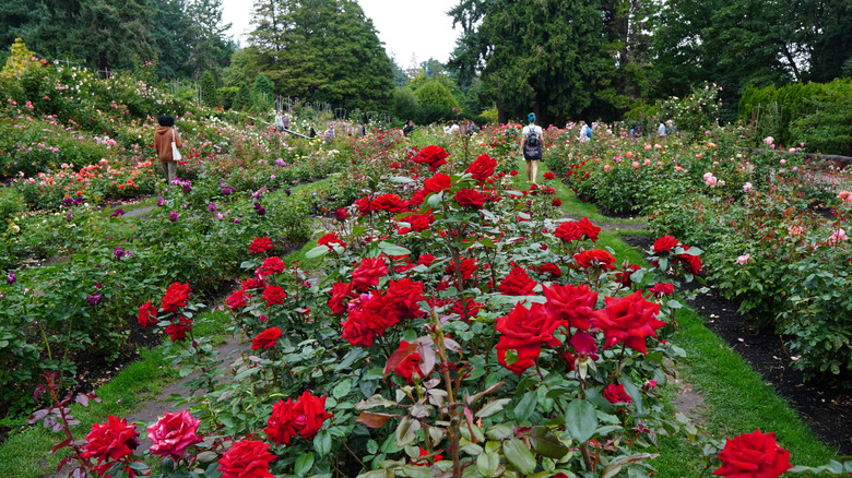 Rows of flower beds with colorful blooms