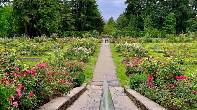 Paved path with flower beds and greenery on each side