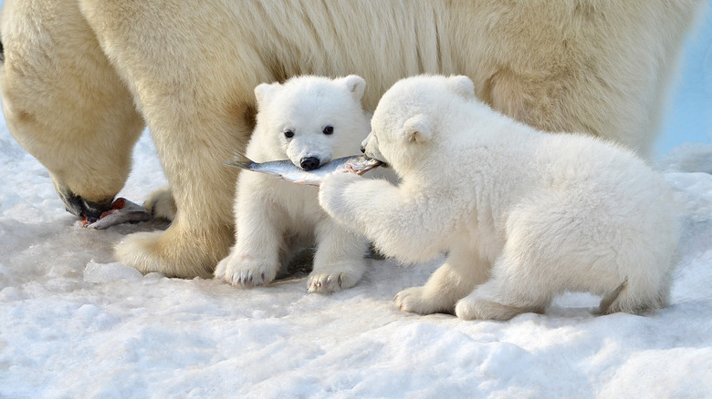 Polar bear cubs near Churchill