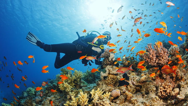 Woman scuba diving Red Sea