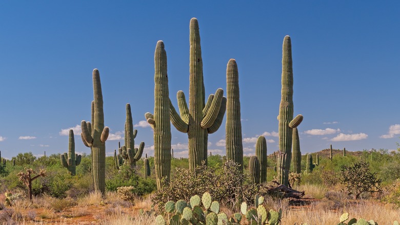 Saguaros in saguaro national park