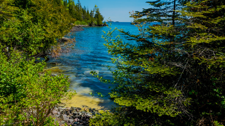 lake inlet surrounded by trees