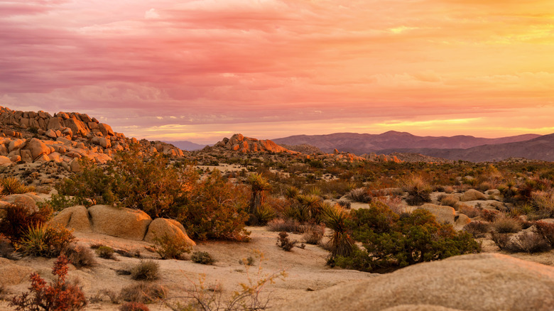 sunset joshua tree mountains