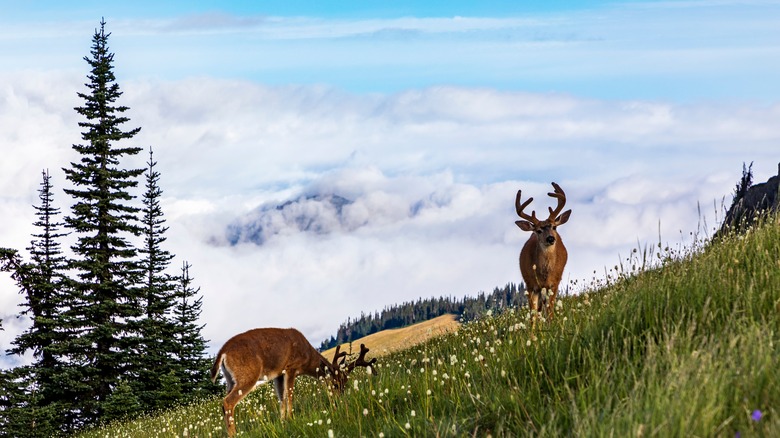 Hurricane Ridge, Olympic National Park