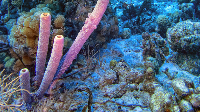 Underwater coral reef off the Bonaire coast in the Caribbean.