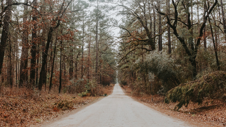 road surrounded by trees leading into Davy Crockett National Forest