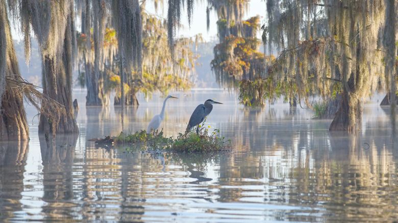 two birds standing on a patch of grass in the water