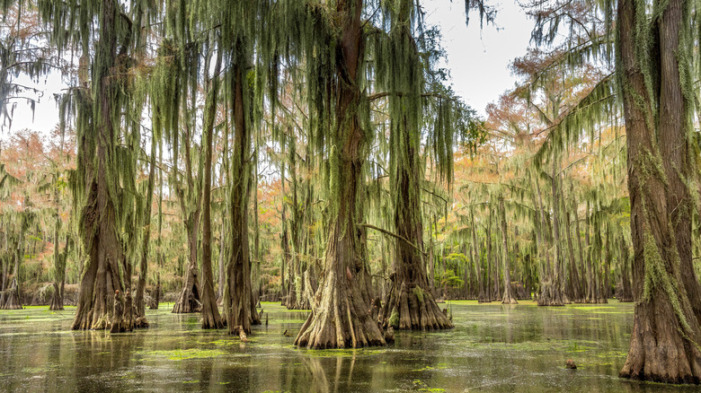 cypress groves in the water