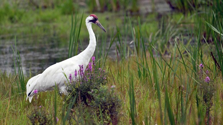 the rare whooping crane wading in marshlands
