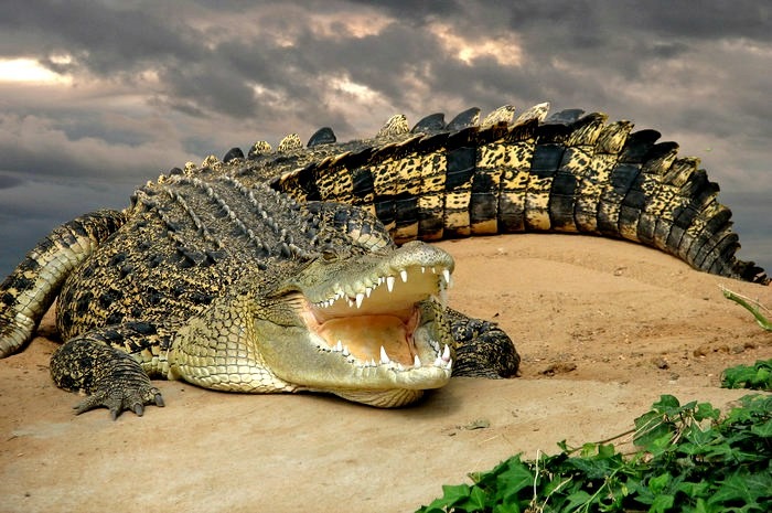 The 10 Deadliest Animals In Australia