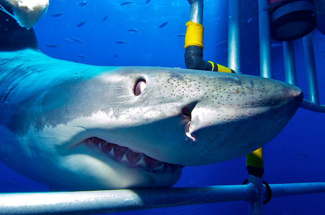 You Can Swim With Sharks in the Middle of the Desert at Las Vegas