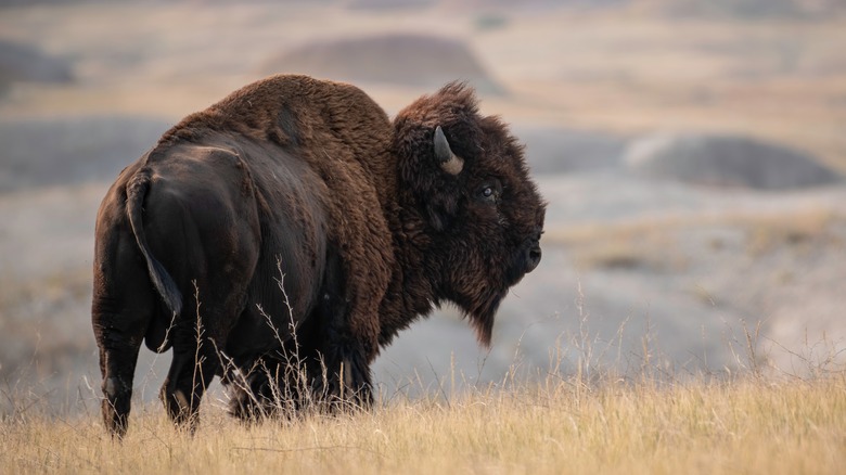 Bison in Badlands National Park
