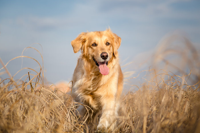 The 15 Best Vacations For Animal Lovers