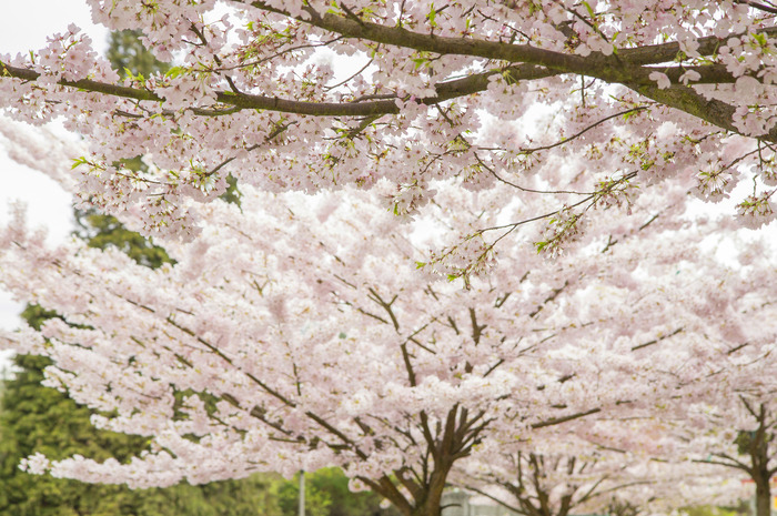 Washington Nationals Honor City's Iconic Cherry Blossoms with City