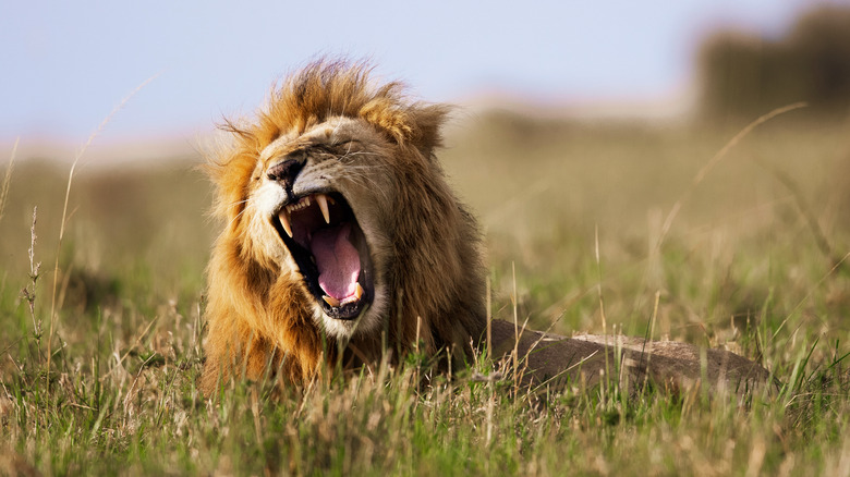 Lion roaring in a field