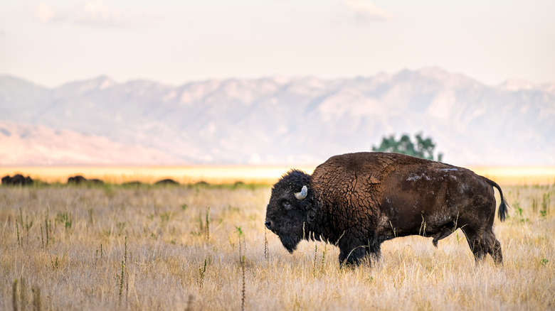 a side view of a bison on the plains
