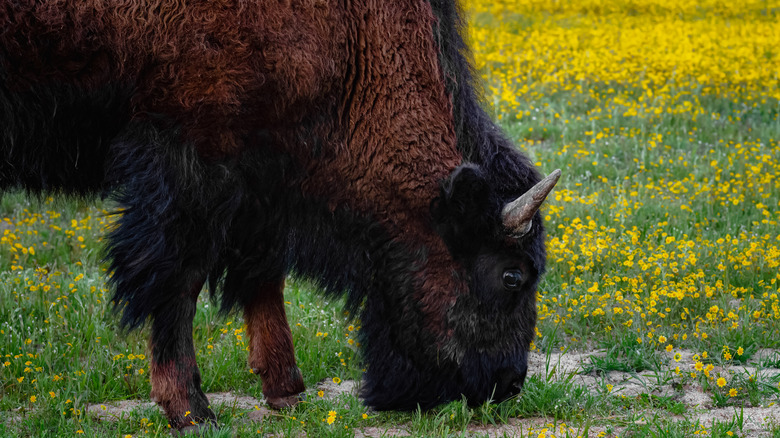 a bison grazing in a yellow flowered meadow