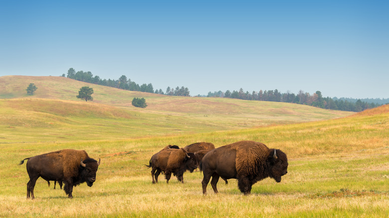 a group of bison on the rolling valley