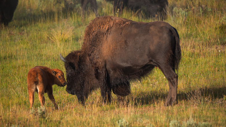 a female bison with calf