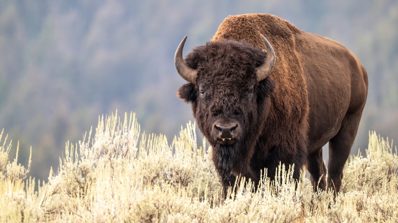 a male bison standing in long grass