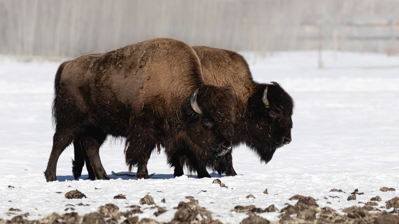 a pair of wood bison in the snow