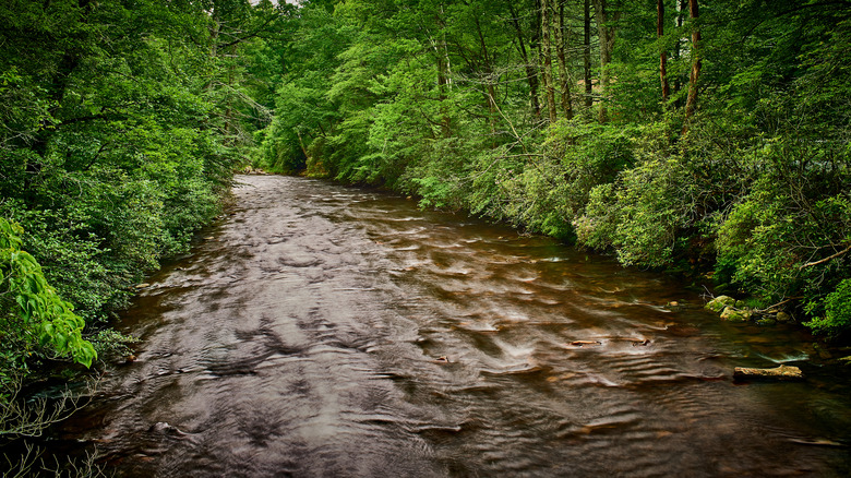 Fast-flowing Davidson River surrounded by trees